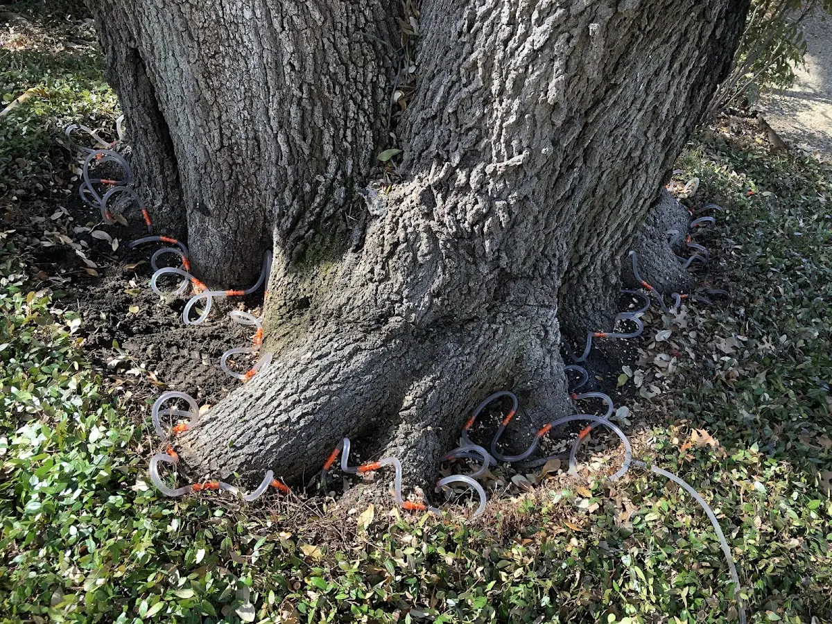 Detailed Tree Cabling and Bracing job site in Glen Spey