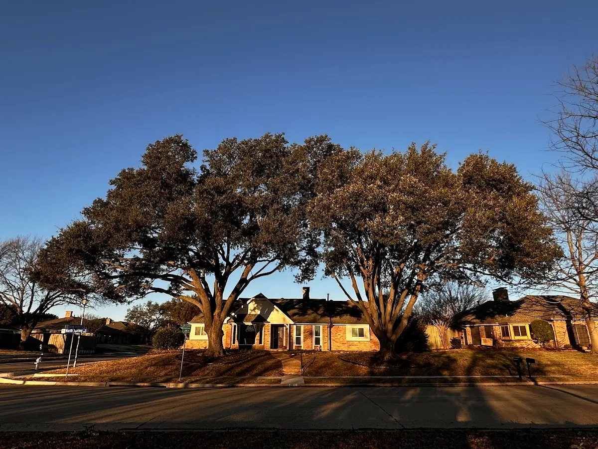 Established residential canopy tree shading a home in Glen Spey